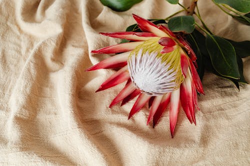 Free A Blooming Moonlight Cactus on Brown Textile Stock Photo
