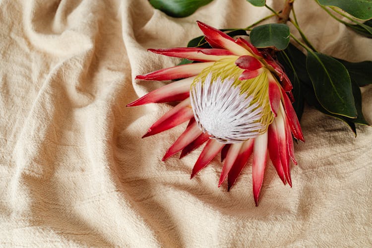 A Blooming Moonlight Cactus On Brown Textile