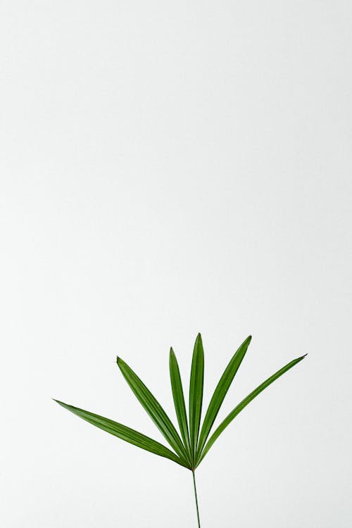 Green Plant Leaf on White Background