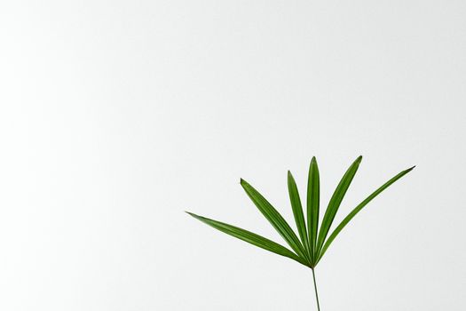 Simple and elegant minimalist photograph of a single green plant leaf against a white background.