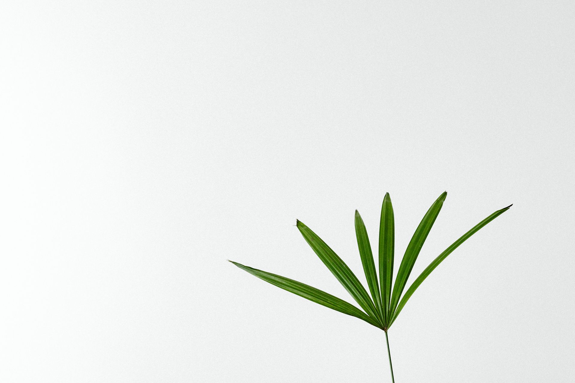 Simple and elegant minimalist photograph of a single green plant leaf against a white background.