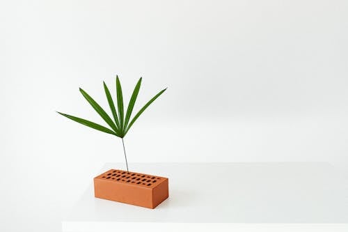 Green Leaf Plant on a Clay Brick
