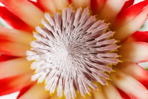 Close-Up Shot of a Flower