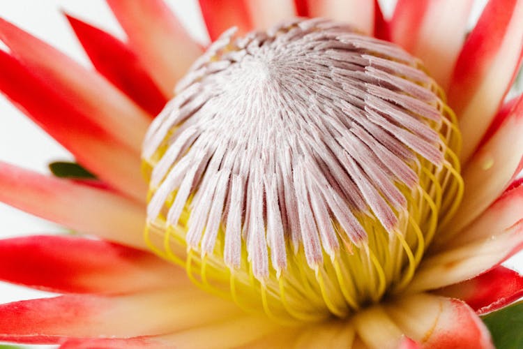 Macro Photography Of A Moonlight Cactus