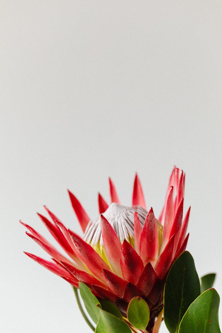 Close-Up Photo Of A Blooming Moonlight Cactus