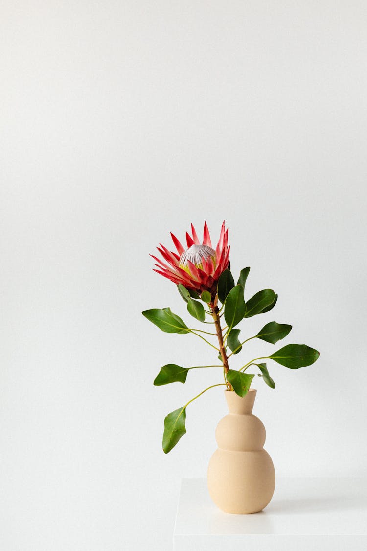 Blooming Moonlight Cactus In A Flower Vase