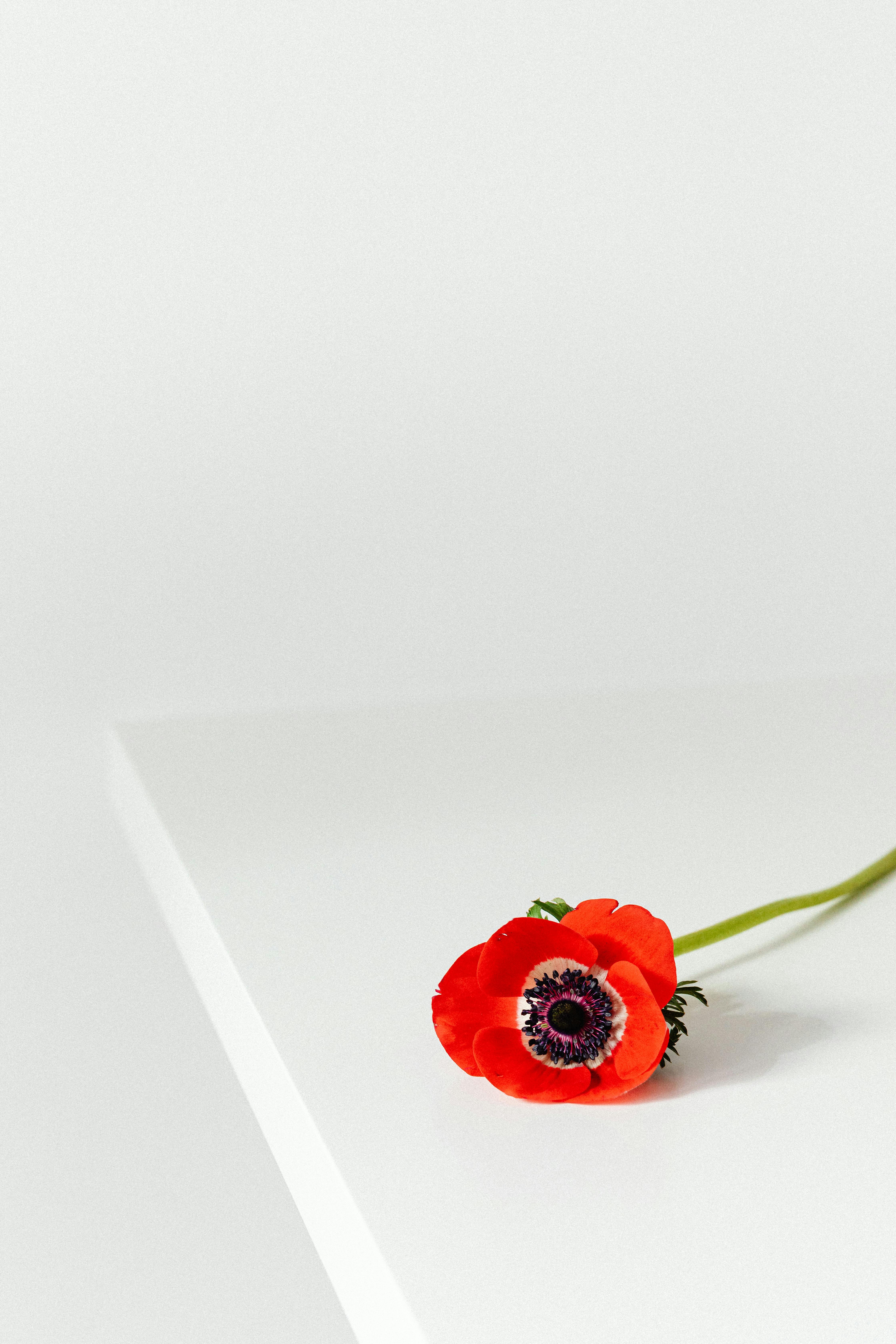 A single red anemone flower resting on a pristine white surface, showcasing minimalist elegance.