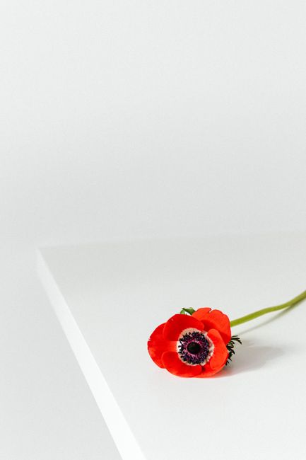 A single red anemone flower resting on a pristine white surface, showcasing minimalist elegance.