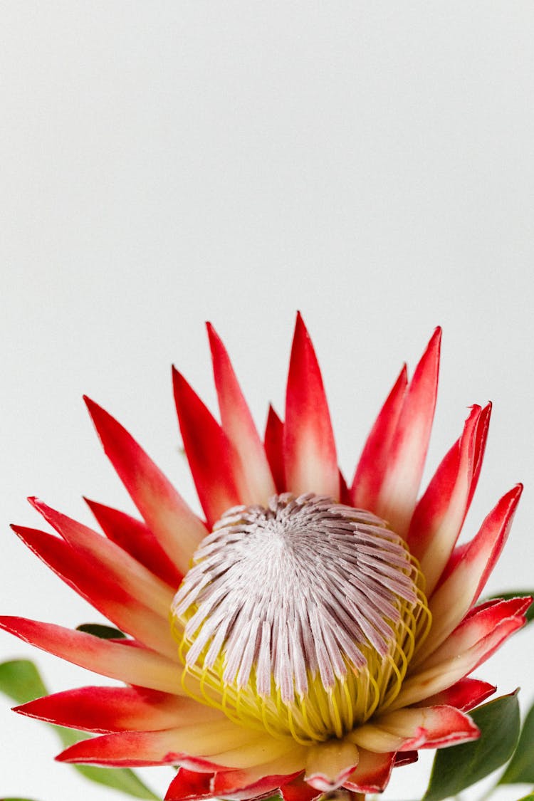 Close-Up Photo Of A Blooming Moonlight Cactus