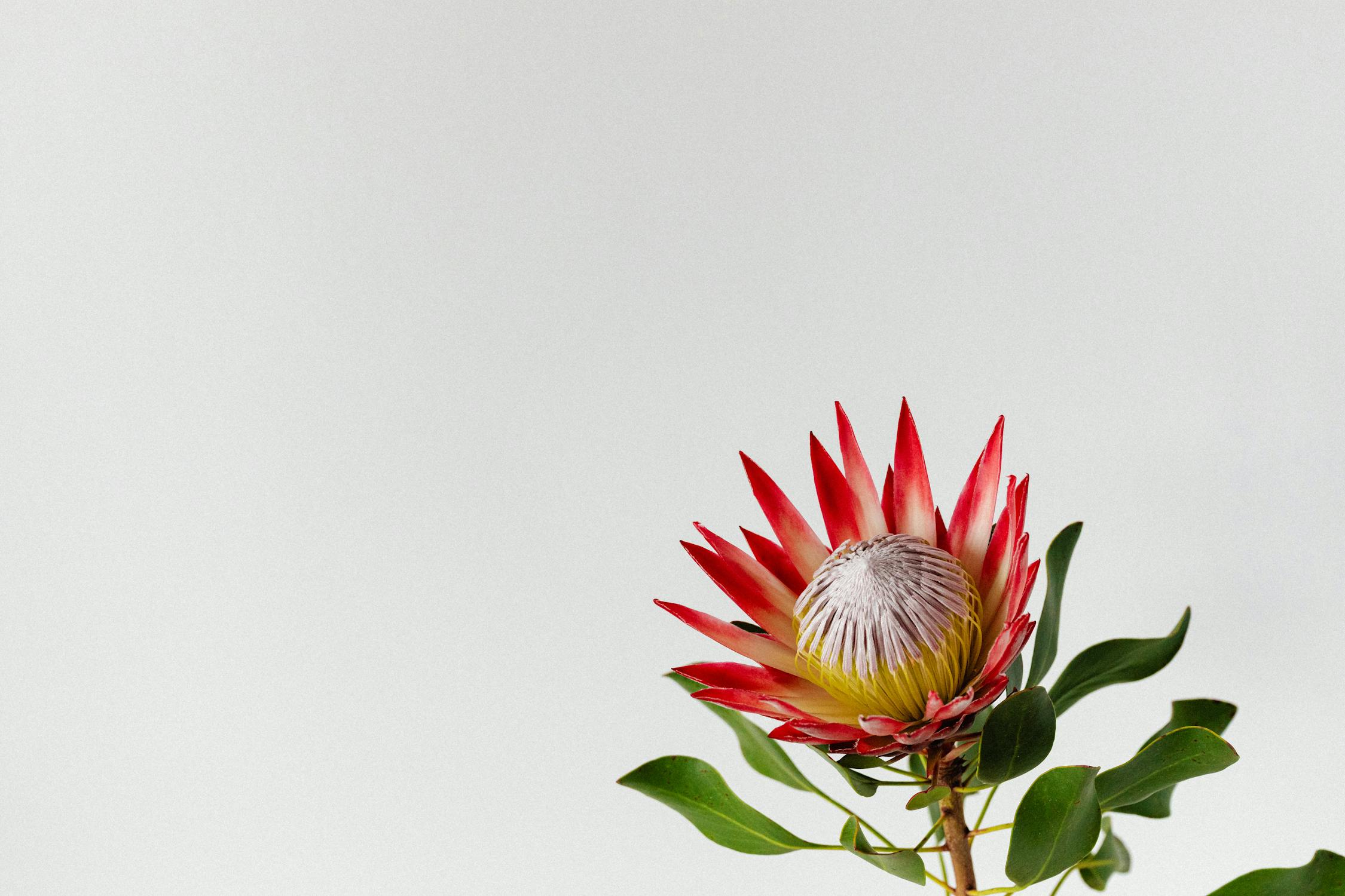 Red Flower on White Background · Free Stock Photo