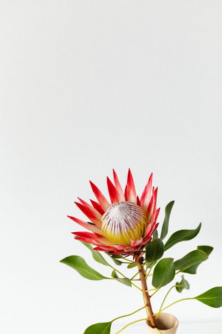 Minimalist close-up of a vibrant King Protea flower with green leaves on a white background.