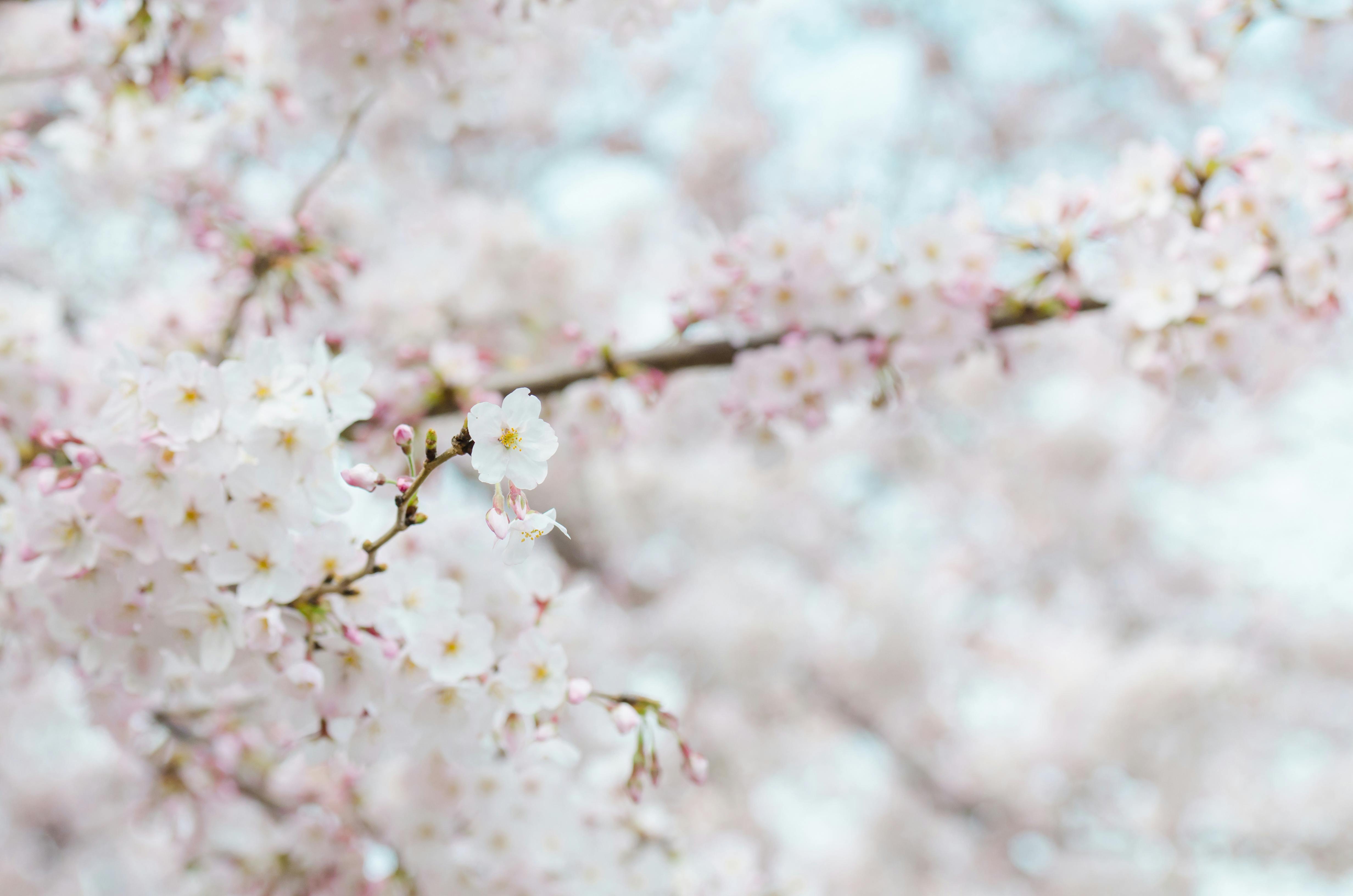 cherrytree notes change background color to white