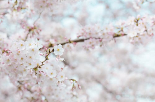 1000 Interesting Cherry Blossom Photos Pexels Free Stock Photos