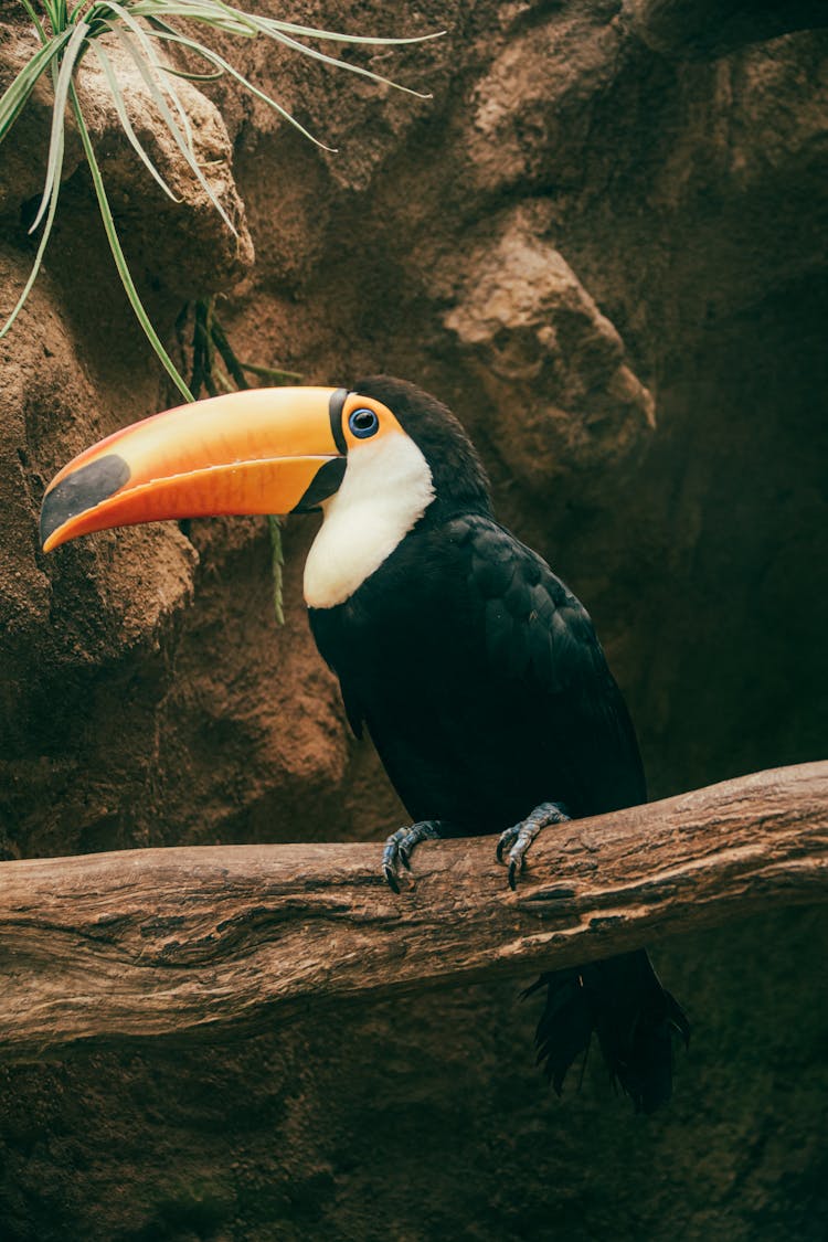 Black Toucan On A Tree Branch