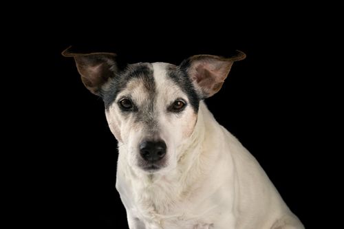 Free A close-up studio portrait of a Jack Russell Terrier against a black background. Stock Photo