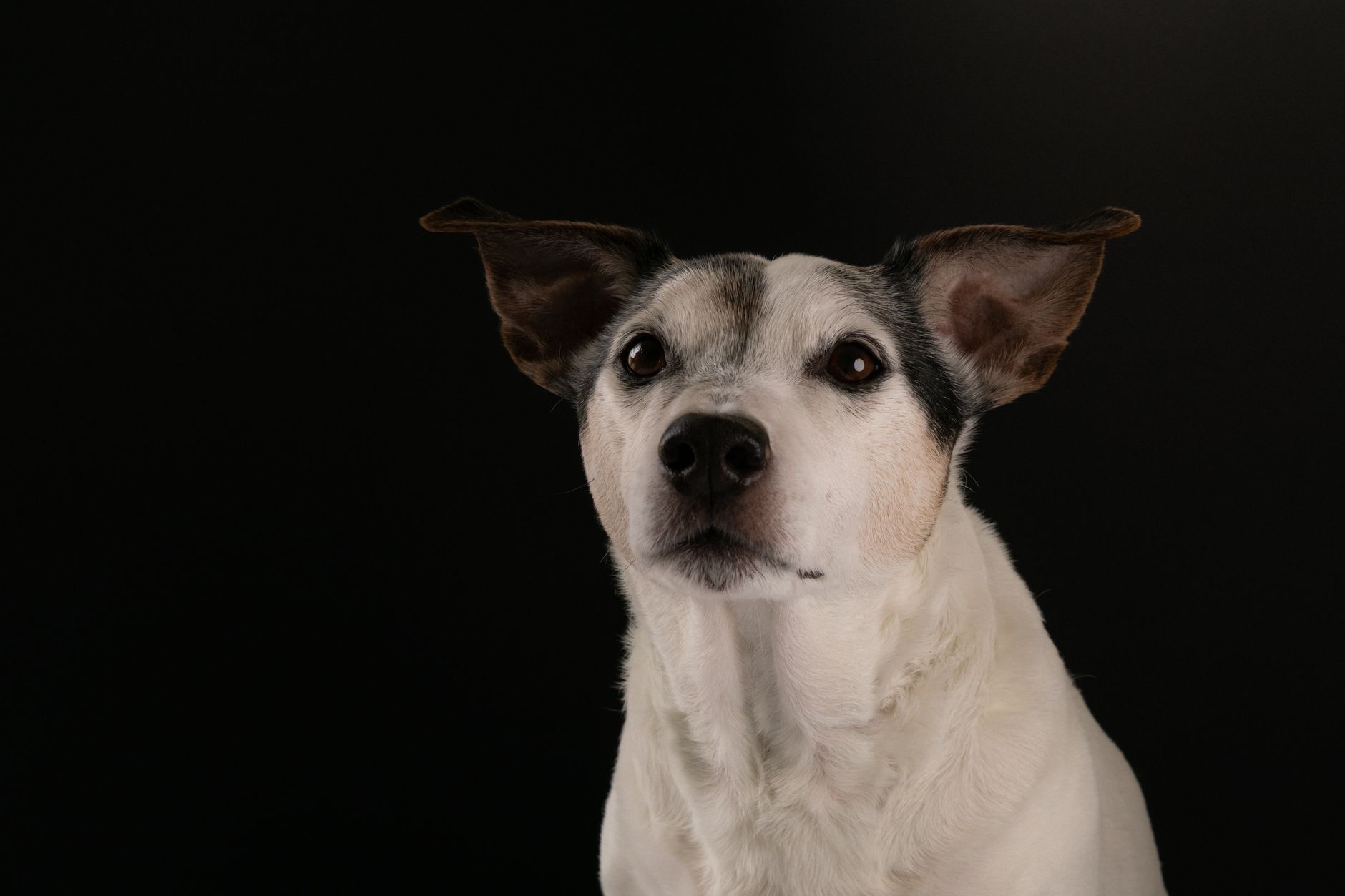 Veterinary care for a dog