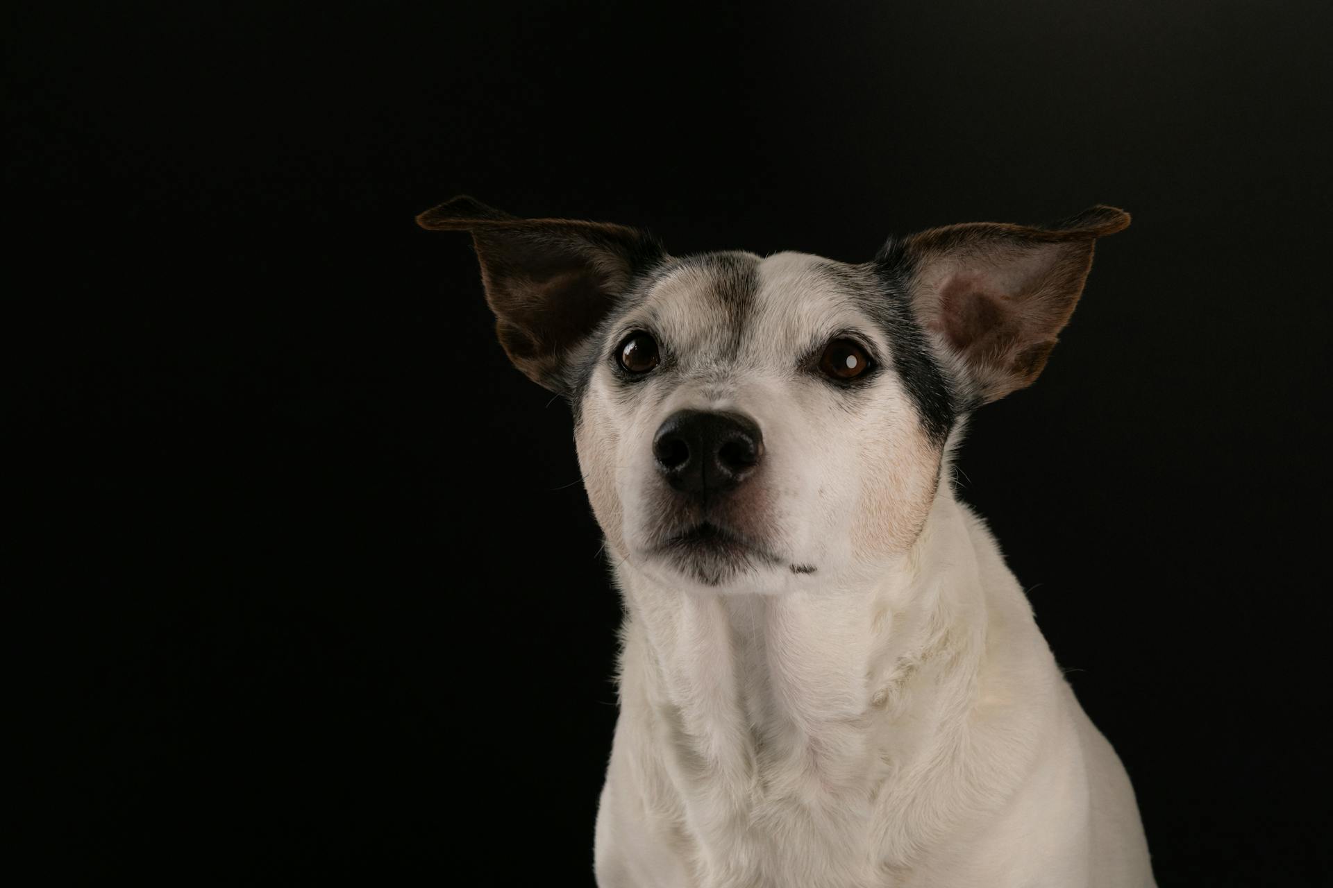 White Dog on Black Background