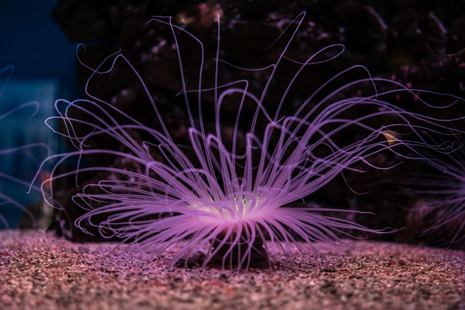 Nachtelijke tuin met gloeiende bioluminescentie flora. Nachtelijke tuin met gloeiende bioluminescentie flora.
