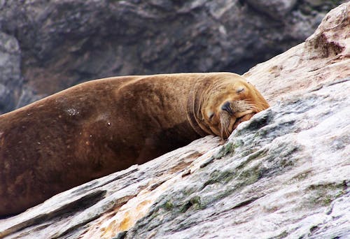 A Steller Sea Lion Sleeping on Rock