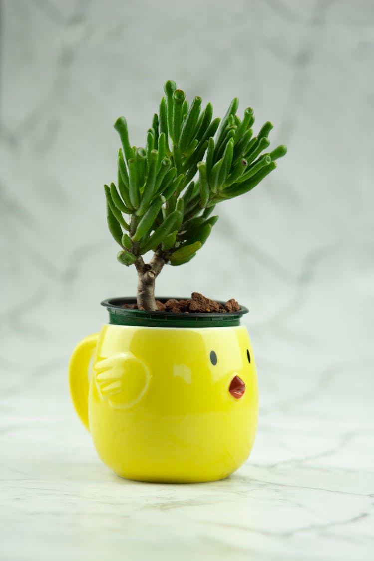 Houseplant In A Cute Pot In A Shape Of A Chicken