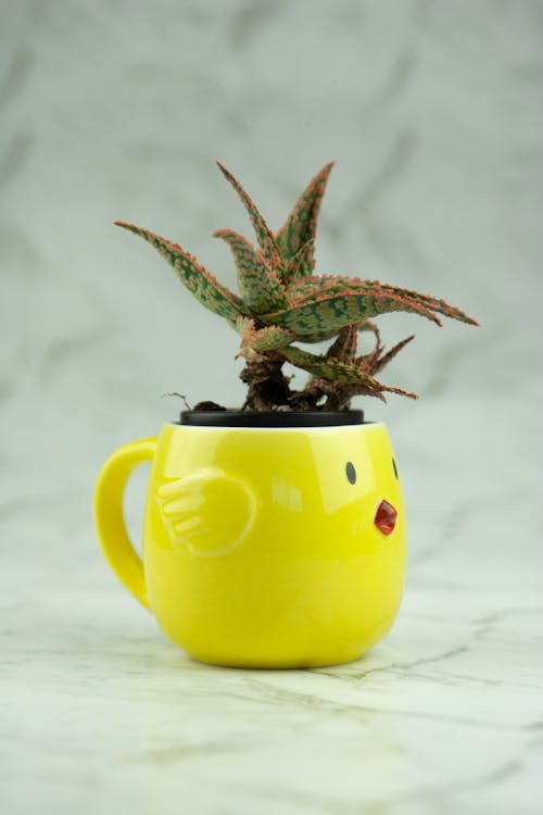 Still Life with Cactus in Yellow Bird Shape Pot