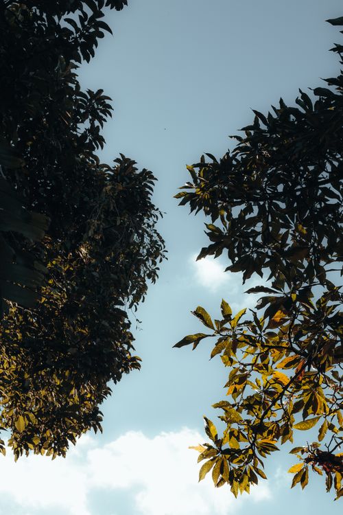 Free Low angle view of tree branches and leaves framing a serene blue sky with clouds. Stock Photo