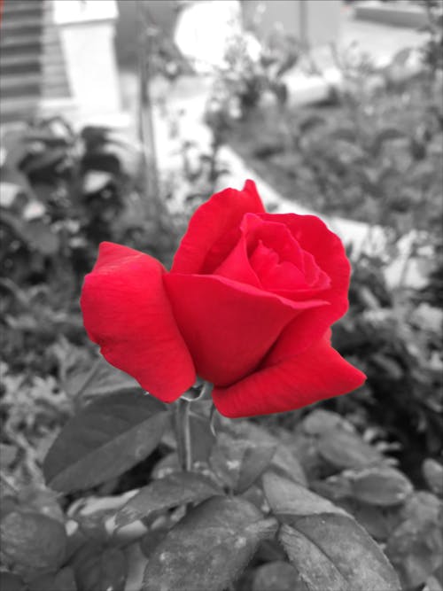 Gratis lagerfoto af krave, rød, Rød rose