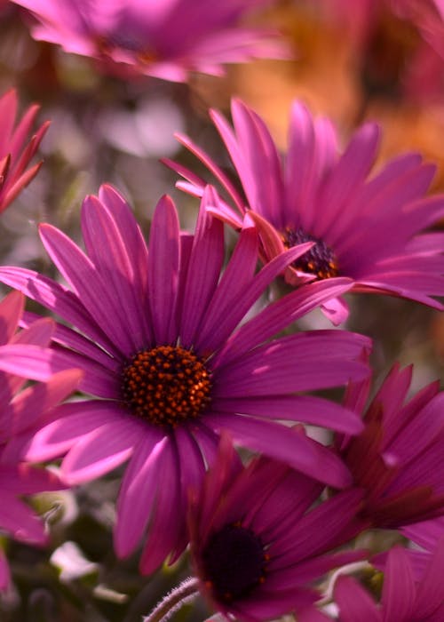 Gratis Foto stok gratis alam, berbunga, bunga aster Foto Stok