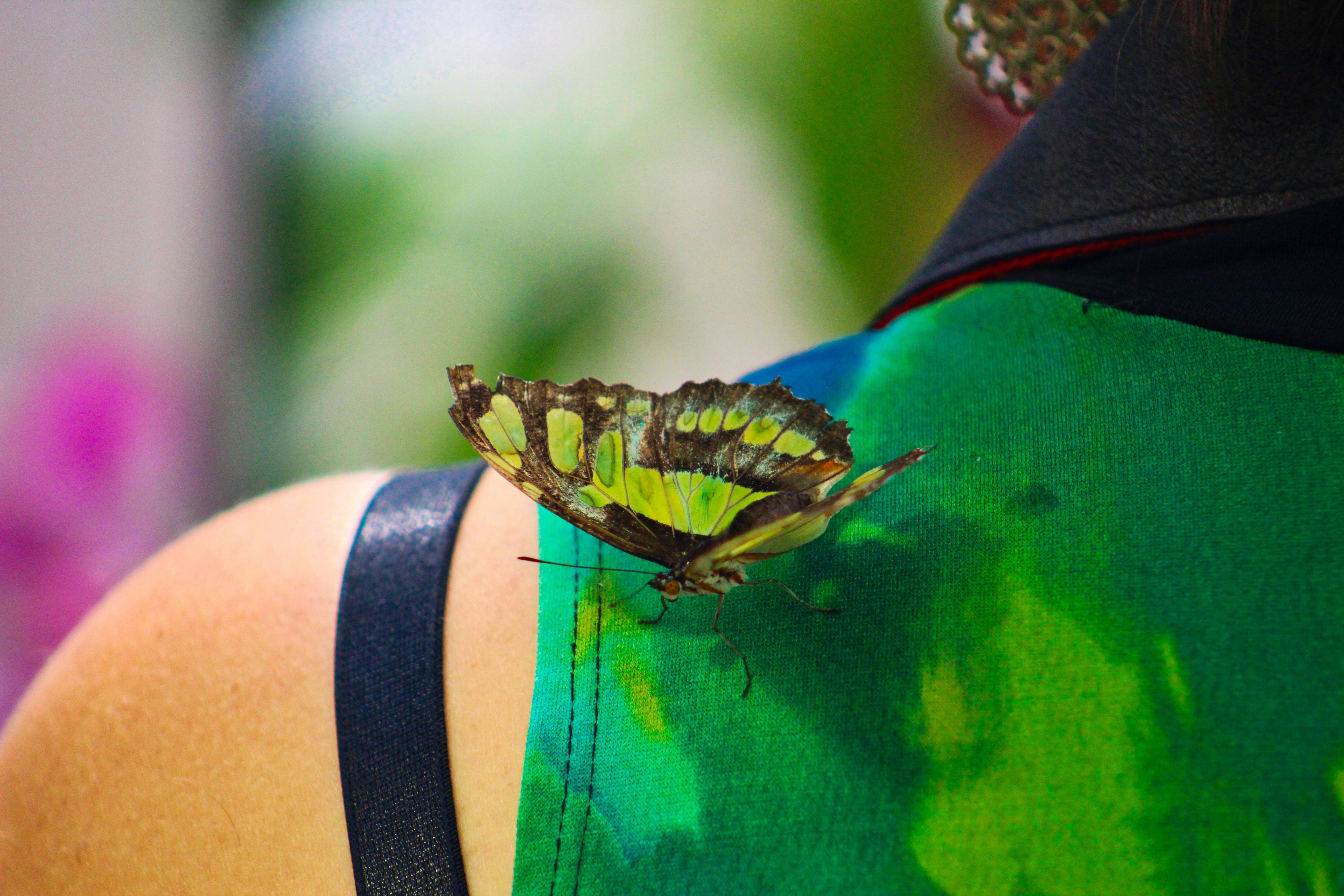Free stock photo of butterfly, Butterfly on shoulder