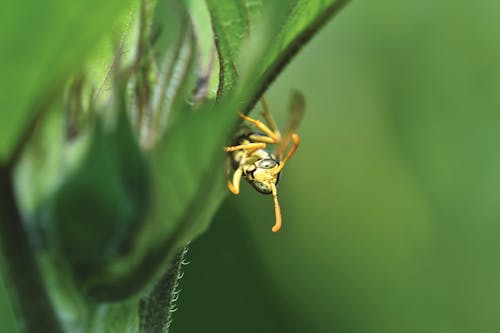 Gratis stockfoto met blurry achtergrond, extreem close-up shot, gras