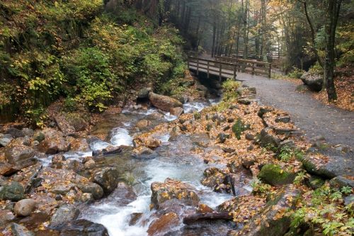 Free A tranquil autumn scene featuring a forest stream with a wooden bridge on a foliage-covered trail. Stock Photo