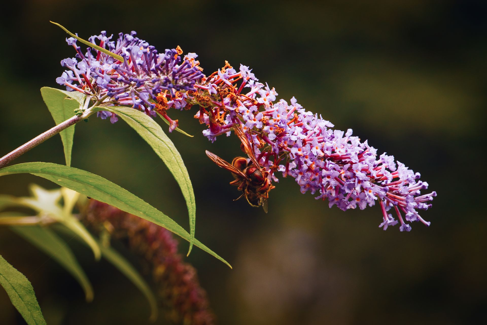 Close-up of a bee on vibrant purple butterfly bush flower outdoors.