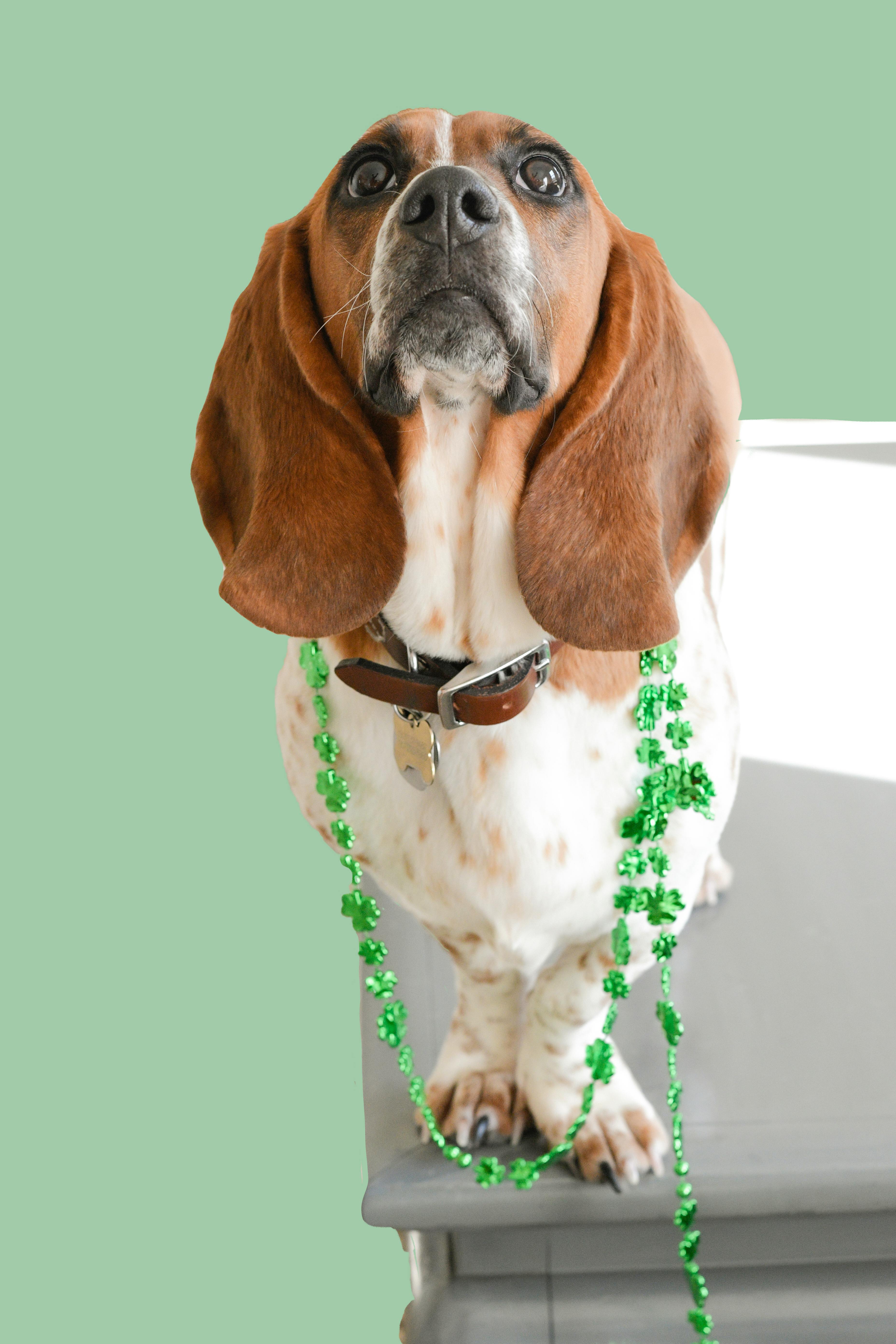 Gratis lagerfoto af #indendørs, basset, Bassethund Lagerfoto