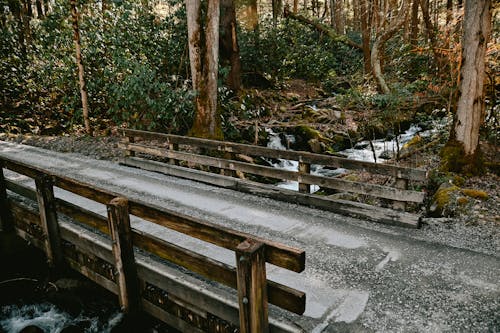 Immagine gratuita di fiume, foresta, ponte