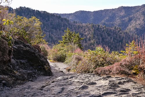 Free stock photo of hiking, smokeymountains, trail