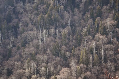 Photos gratuites de arbres, forêt, randonner