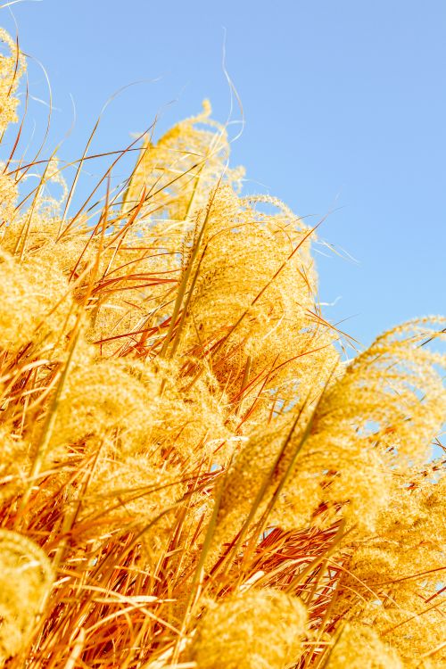 Free A bright, upward view of golden wheat against a clear blue sky. Stock Photo
