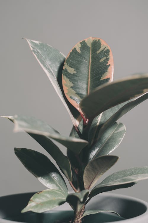 Green Leaf Plant in Close Up Photography