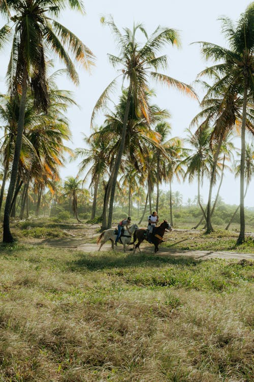 Základová fotografie zdarma na téma hřiště, jízda, koně
