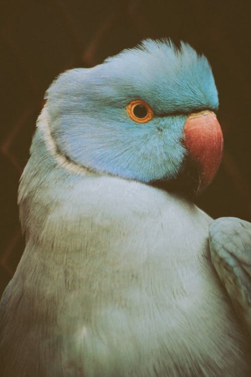 Amerika papağanı, beyaz, dikey atış içeren Ücretsiz stok fotoğraf