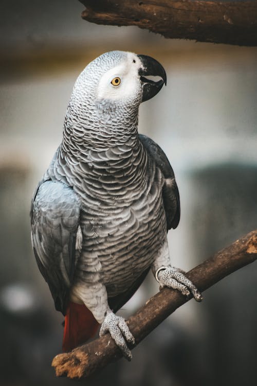 Free Gray Parrot on Tree Branch Stock Photo