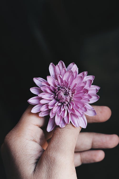 꽃잎, 손, 수직 쐈어의 무료 스톡 사진