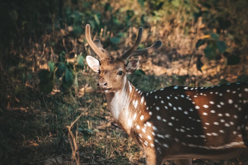 A beautiful spotted deer with antlers in a sunlit forest setting, showcasing its natural habitat.