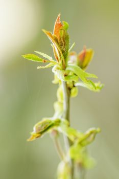 在模糊背景下，鲜艳绿叶的春季新芽特写清晰展现
