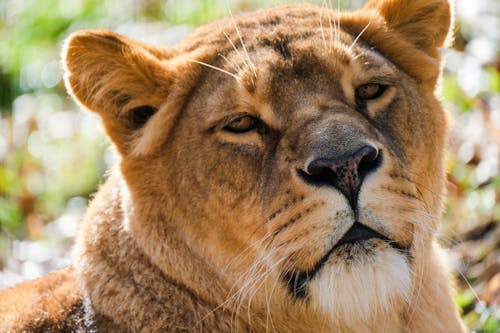 Close-Up Shot of a Lioness