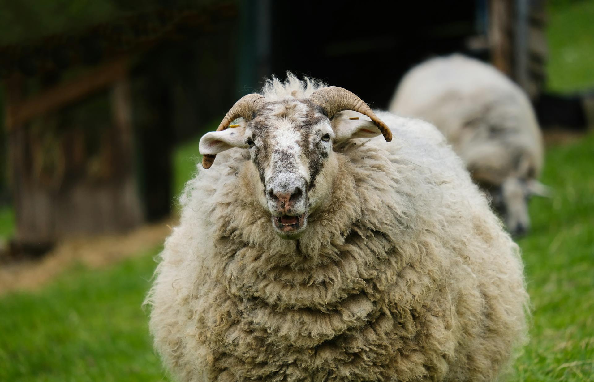 Une photo de plus près d'un mouton