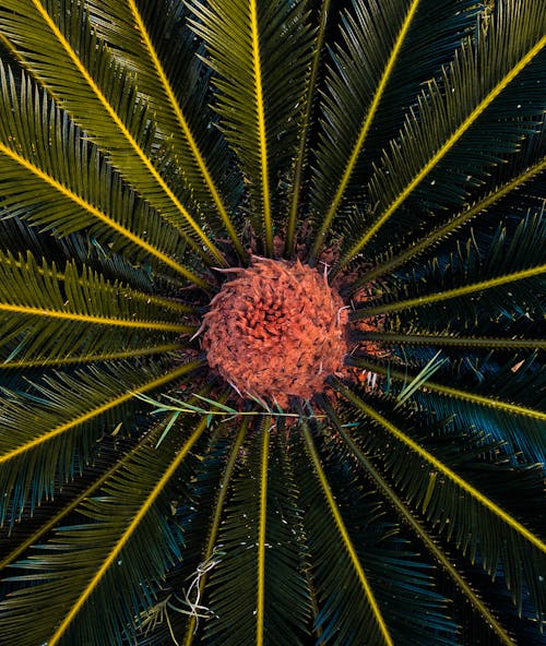 Top View of a Cycad
