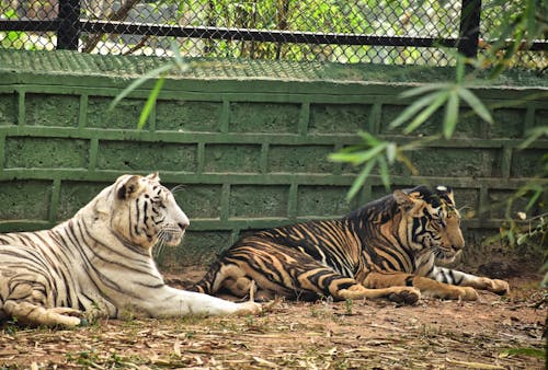 Tigers Lying on the Ground