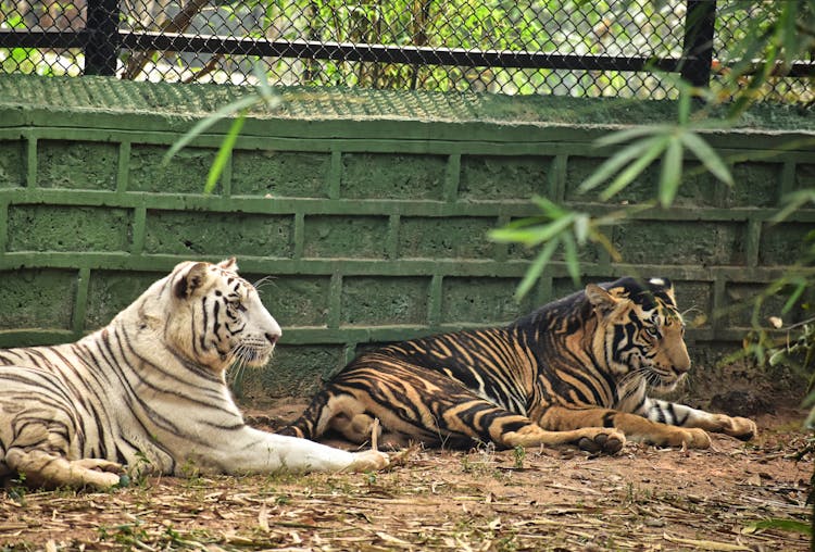 Tigers Lying On The Ground