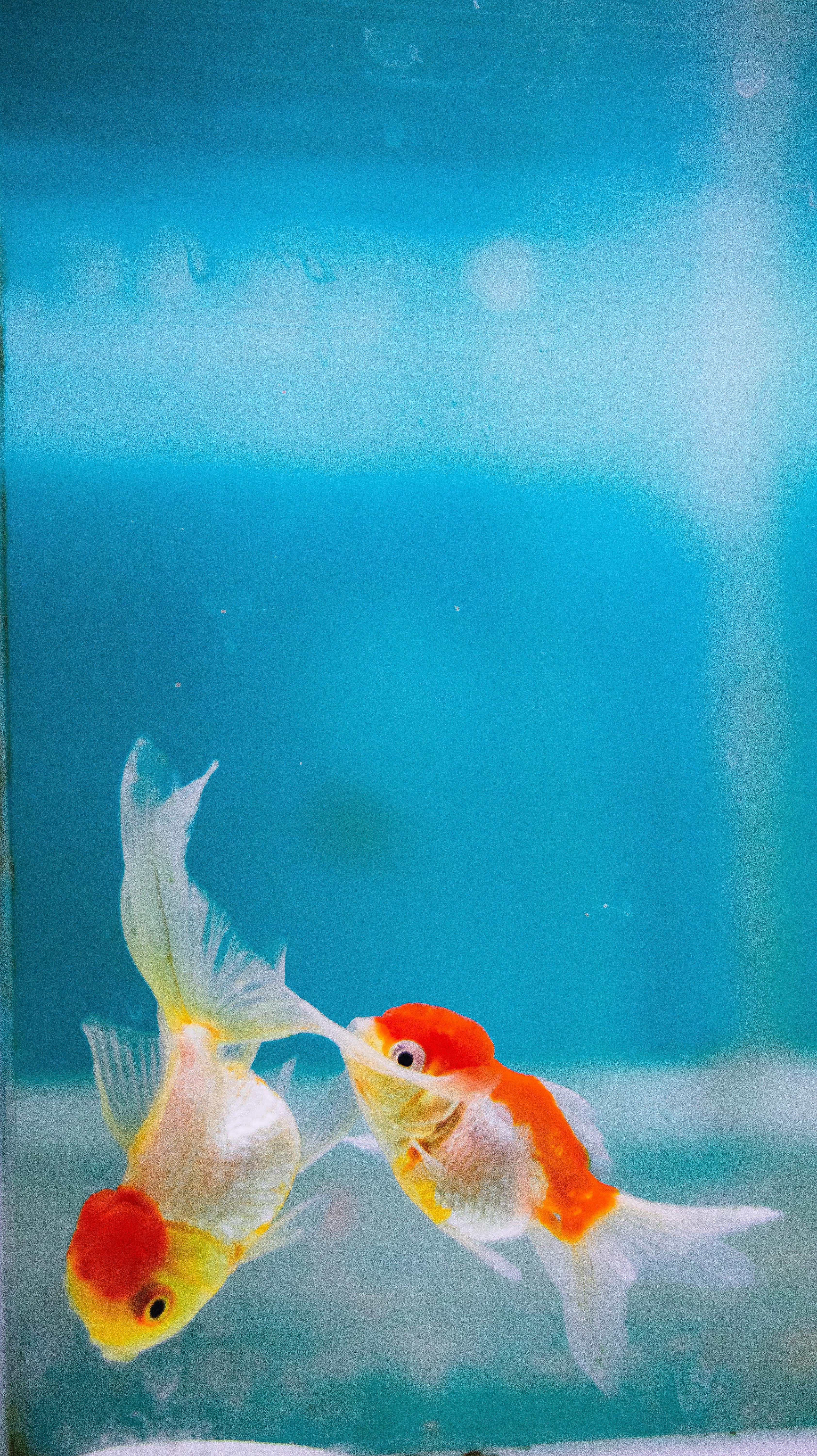 Download Aesthetic Goldfishes Wallpaper  Wallpaperscom